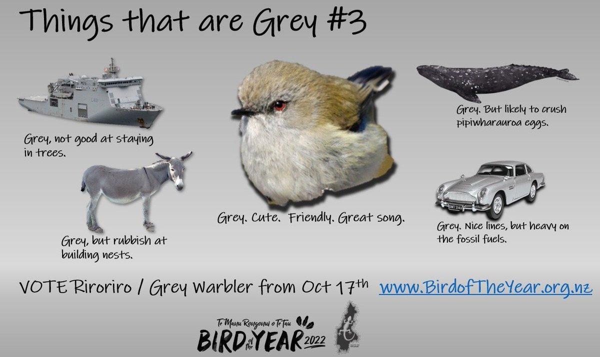 VOTING is OPEN now at birdoftheyear.org.nz - please rank this little riroriro / grey warbler at number one! 
#GreyAllDay 
. 
<a href="/Forest_and_Bird/">Forest & Bird</a> #BOTY2022