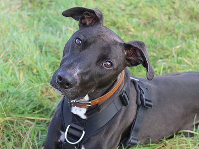 Please retweet to help Beau find a home #LEEDS #UK Aged 2-5, he is very smart and is looking for an adult home to go on with training and keep him stimulated. He doesn't need long walks and needs to be the only pet in the home. DETAILS or APPLY dogstrust.org.uk/rehoming/dogs/… #dogs