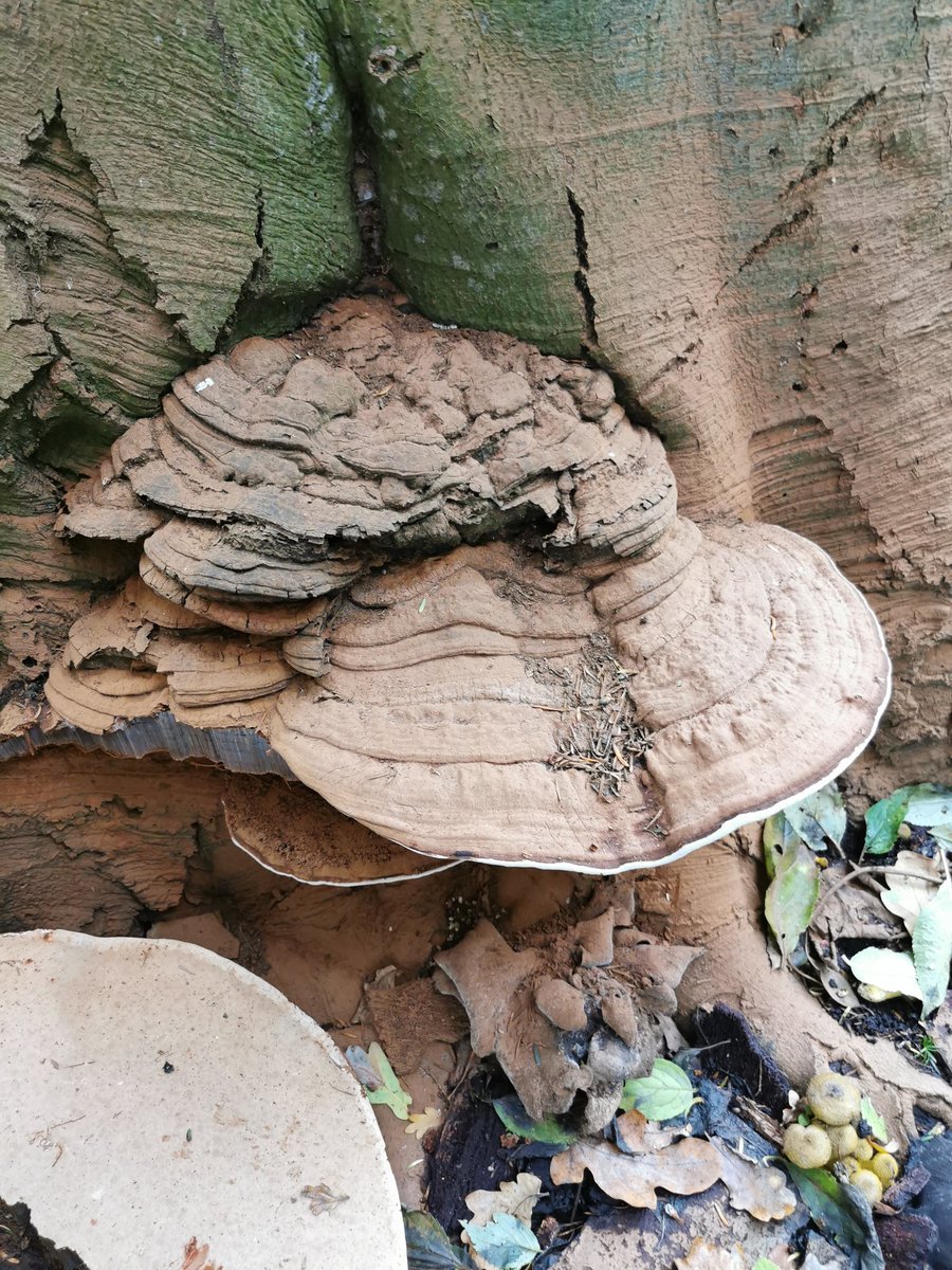 D00dlegum's tweet photo. It's Mushroom Season Part 5 🍄 Please identify if you know the species! I think there is some Artist's Cork &amp; Turkeytail here!
#mushroom #mushroomseason #fungus #NaturePhotography #naturewalks #chester #artistscork #turkeytail https://t.co/t1nIn6ONjv