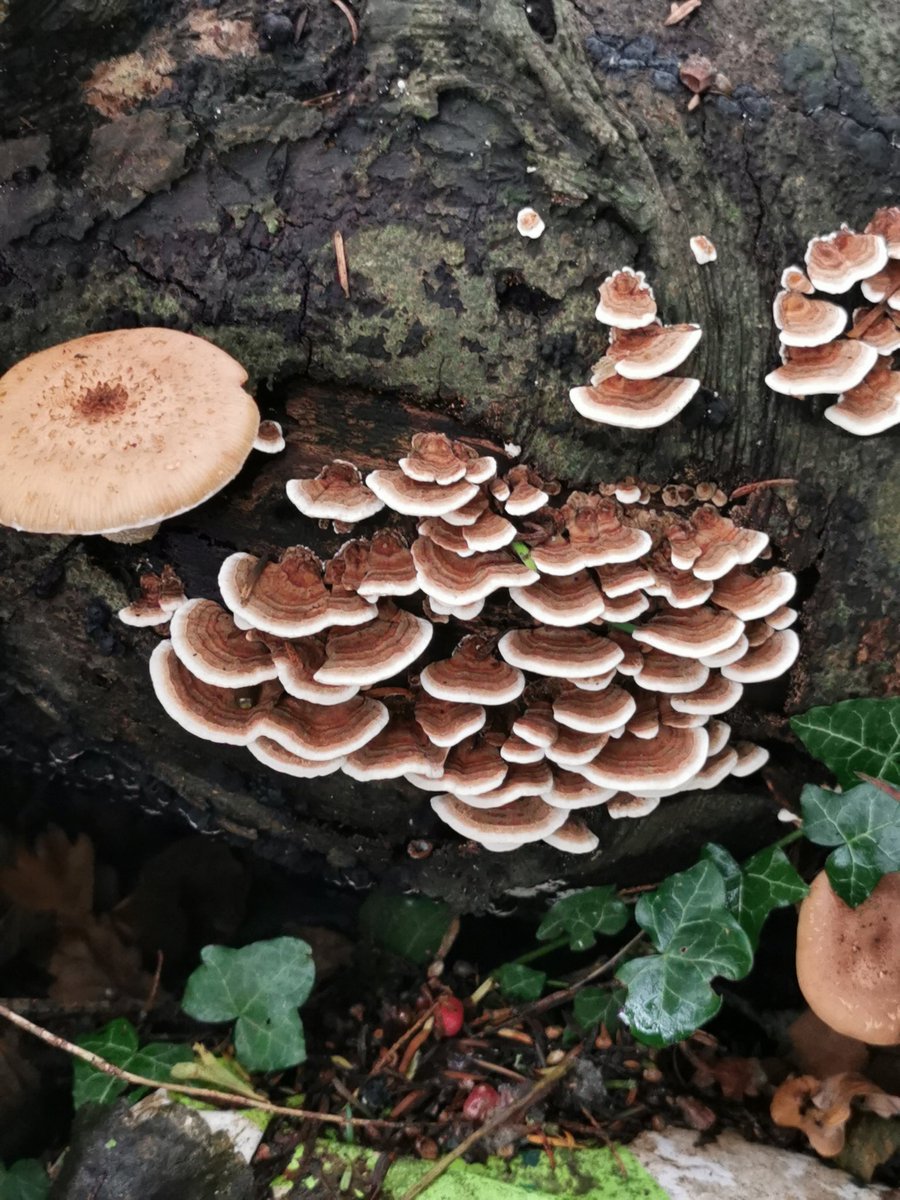 D00dlegum's tweet photo. It's Mushroom Season Part 5 🍄 Please identify if you know the species! I think there is some Artist's Cork &amp; Turkeytail here!
#mushroom #mushroomseason #fungus #NaturePhotography #naturewalks #chester #artistscork #turkeytail https://t.co/t1nIn6ONjv
