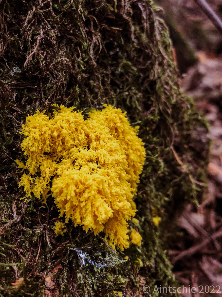 Aintschie's tweet photo. Sie haben schon lange vor uns auf dieser Welt gelebt und werden auch noch lange nach uns die Erde bevölkern. #Pilze #Fuligoseptica #Ramaria https://t.co/TDygCVMihb