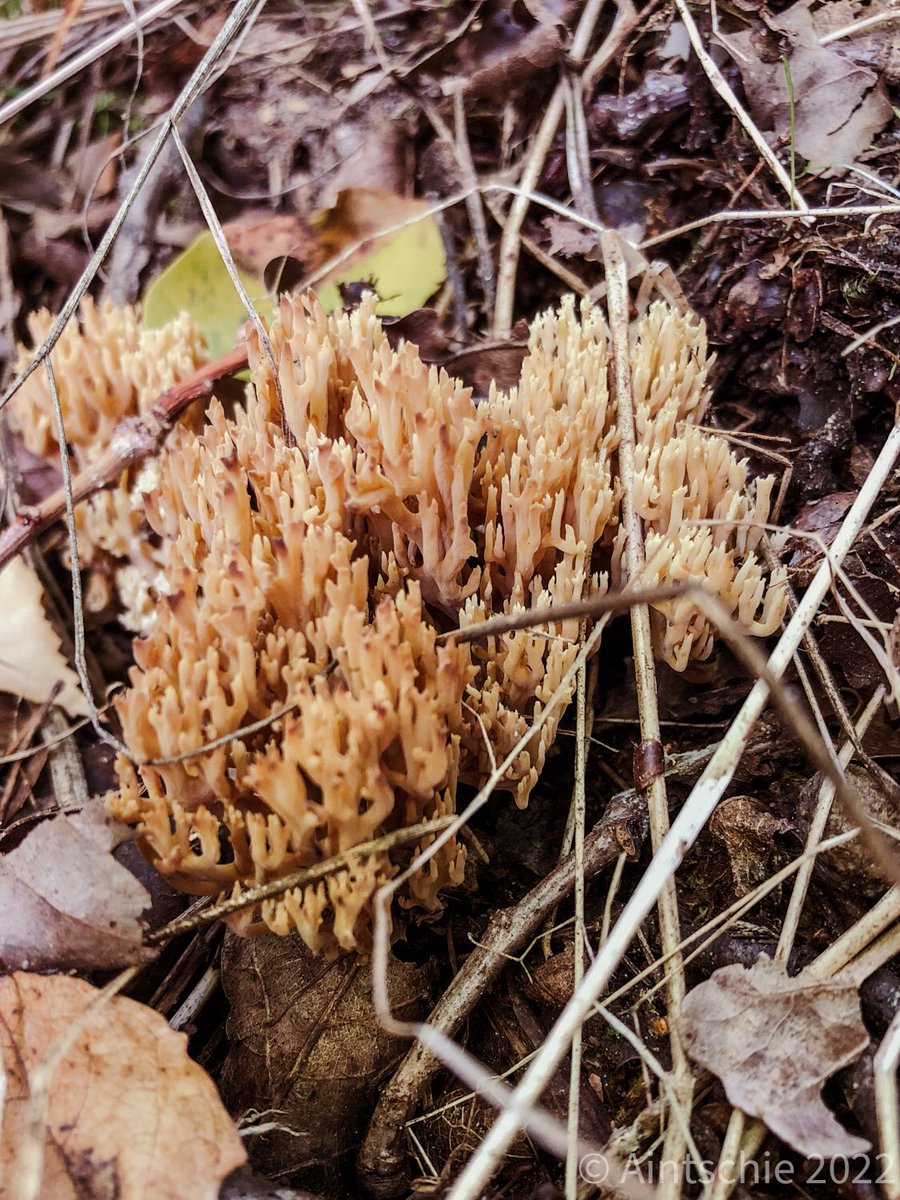 Aintschie's tweet photo. Sie haben schon lange vor uns auf dieser Welt gelebt und werden auch noch lange nach uns die Erde bevölkern. #Pilze #Fuligoseptica #Ramaria https://t.co/TDygCVMihb