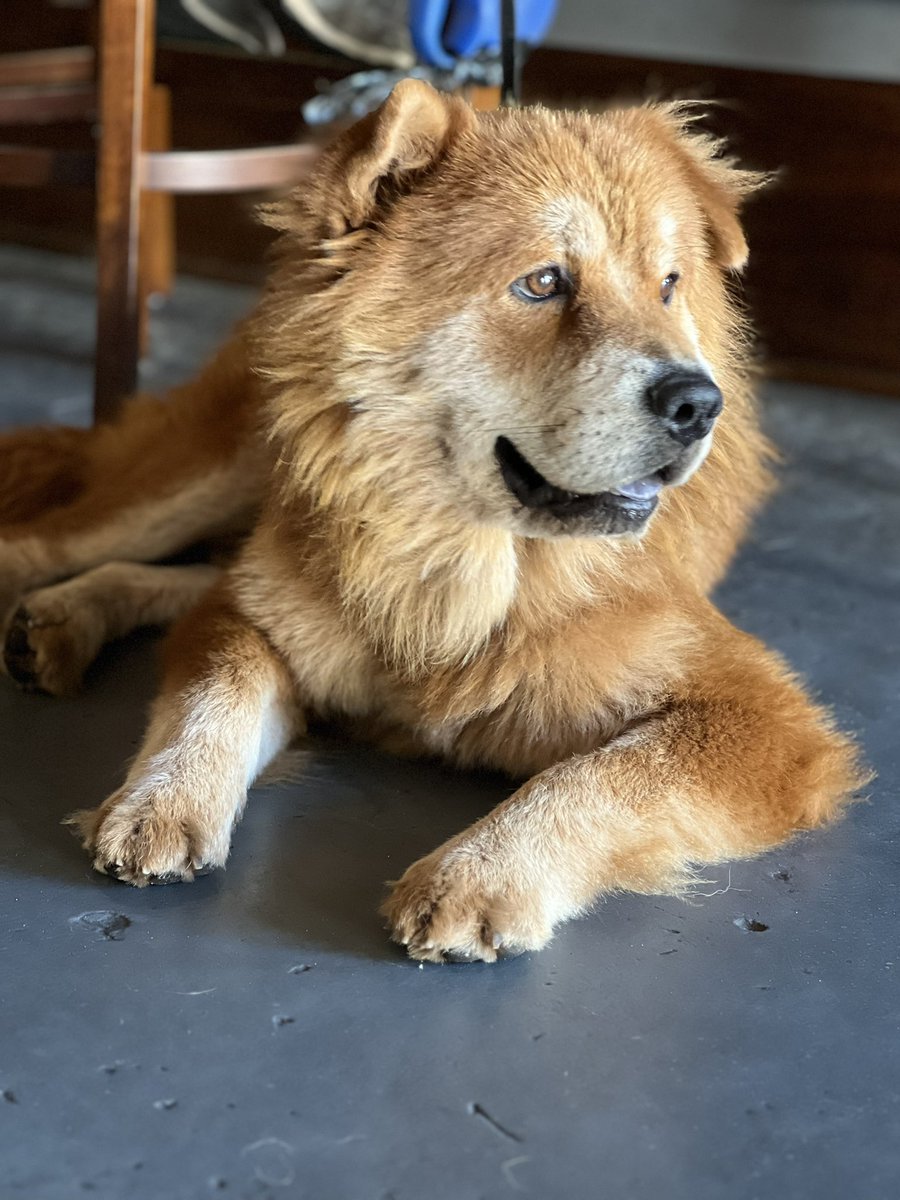 shan_morgan's tweet photo. @TheGoldenRatio4 From one Cheddar to another, get well soon! You’ve got such a good foster fam. https://t.co/ShuWRW4Ygq