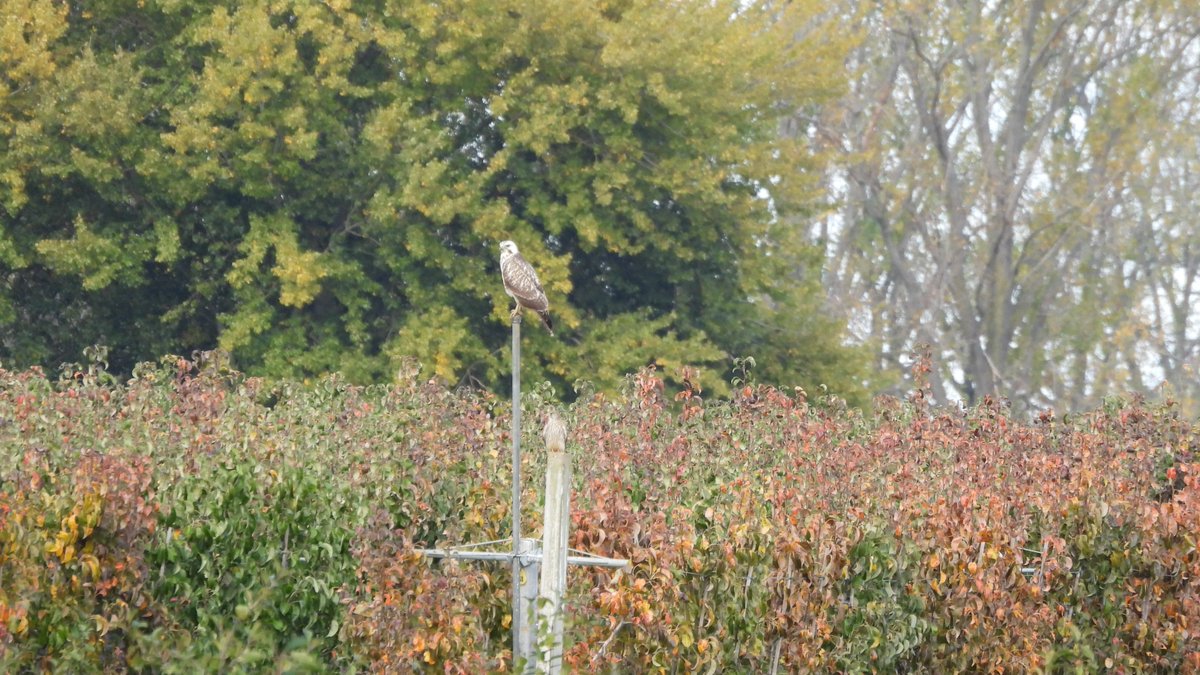 inja5248's tweet photo. in de #Linnerweerd zag ik in de verte een #buizerd op 'n paal 
1. op m'n 💻 zag ik onder 'm op 'n paal 'n #torenvalk 
2. #buizerd 
3+4 #torenvalk die zich verplaatste 

#buteobuteo #falcotinnunculus #BirdsSeenIn2022🇳🇱

@vogelnieuws @Britnatureguide @VroegeVogels @Roots_NL @Sovon https://t.co/6FOqVz5vAV
