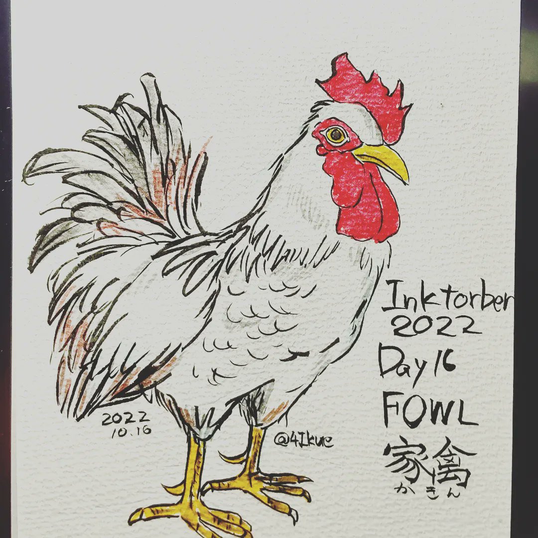4Ikue's tweet photo. Inktorber2022  DAY16:FOWL(家禽)⁡
⁡ まあ、家禽で検索すると鶏がたくさん出てくるので、鶏を描きました。⁡
⁡ #Inktorber2022 #Inktorber #DAY16  #FOWL  #kuretake_inktober2022 ⁡
⁡#万年毛筆 #mildlinerbrush  #graphgear500 https://t.co/SHvaKSxTjB