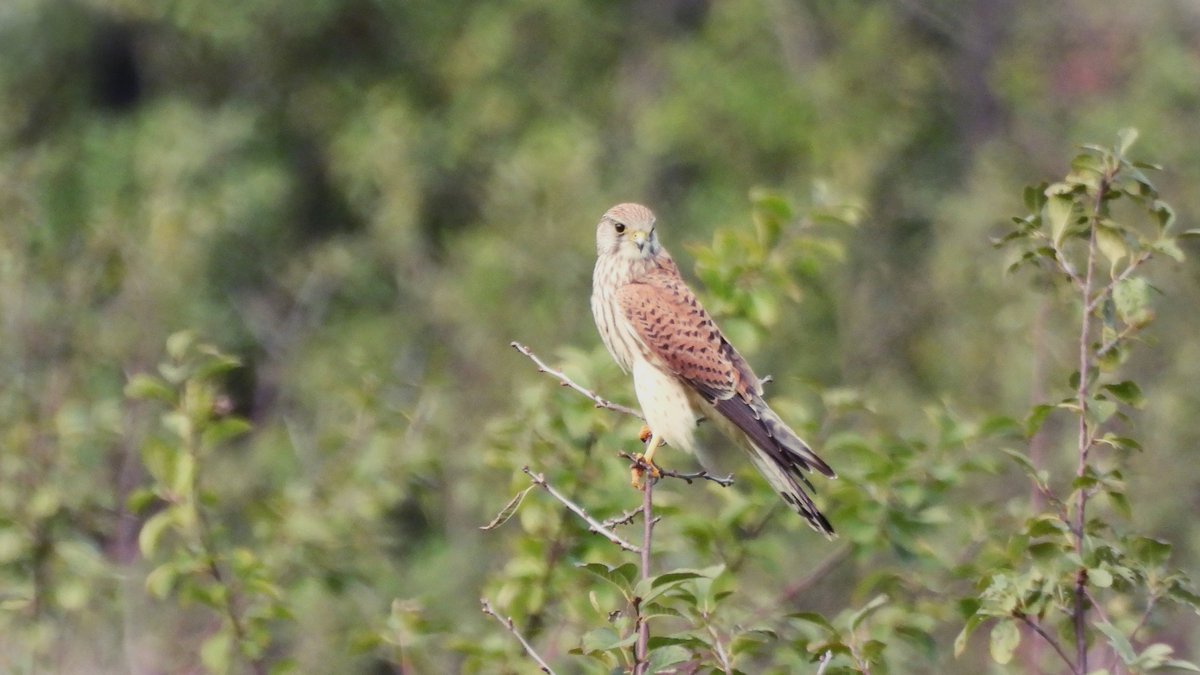 inja5248's tweet photo. in de #Linnerweerd zag ik in de verte een #buizerd op 'n paal 
1. op m'n 💻 zag ik onder 'm op 'n paal 'n #torenvalk 
2. #buizerd 
3+4 #torenvalk die zich verplaatste 

#buteobuteo #falcotinnunculus #BirdsSeenIn2022🇳🇱

@vogelnieuws @Britnatureguide @VroegeVogels @Roots_NL @Sovon https://t.co/6FOqVz5vAV