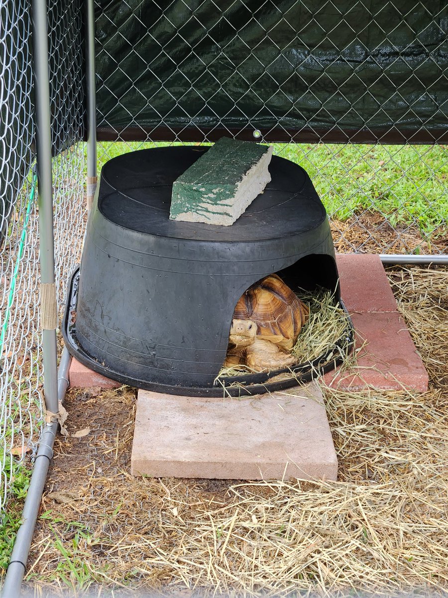 BowserTortoise's tweet photo. I don't want visitors today. 🐢 
#Bowser #sulcata #tortoise #reptile #pet #scalebaby https://t.co/Glp29l6bzR