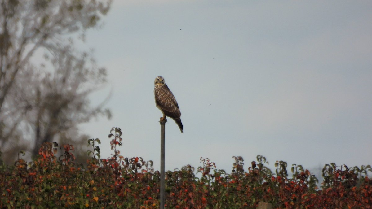 inja5248's tweet photo. in de #Linnerweerd zag ik in de verte een #buizerd op 'n paal 
1. op m'n 💻 zag ik onder 'm op 'n paal 'n #torenvalk 
2. #buizerd 
3+4 #torenvalk die zich verplaatste 

#buteobuteo #falcotinnunculus #BirdsSeenIn2022🇳🇱

@vogelnieuws @Britnatureguide @VroegeVogels @Roots_NL @Sovon https://t.co/6FOqVz5vAV