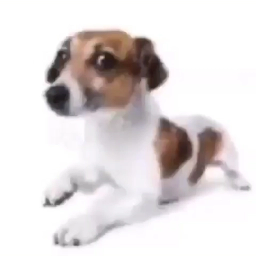 DogsDoAspas's tweet image. Dia 1 

Cachorro suspeito
@loud_aspas