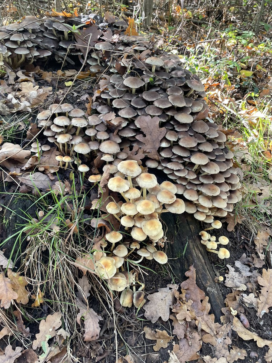 Fantastische herfstdag in <a href="/Gem_Winterswijk/">gemeente Winterswijk</a> op landgoed Mentink @Natuurmonument
