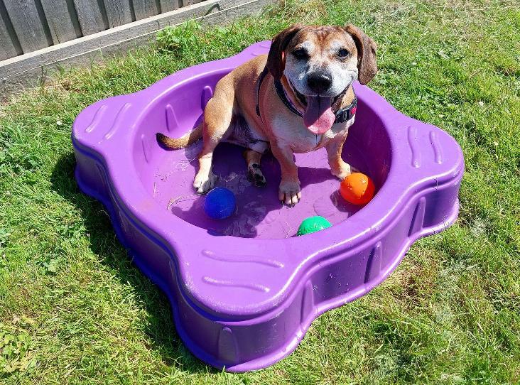 Please retweet to help Charlie find a home #SOMERSET #UK Aged 8, he is looking for a home where any children are aged 12+. He needs to be the only pet, he's good on the lead and loves, walks, treats and snoozing! 😀🐶 DETAILS or APPLY👇 rspca.org.uk/findapet/detai… #dogs #pets