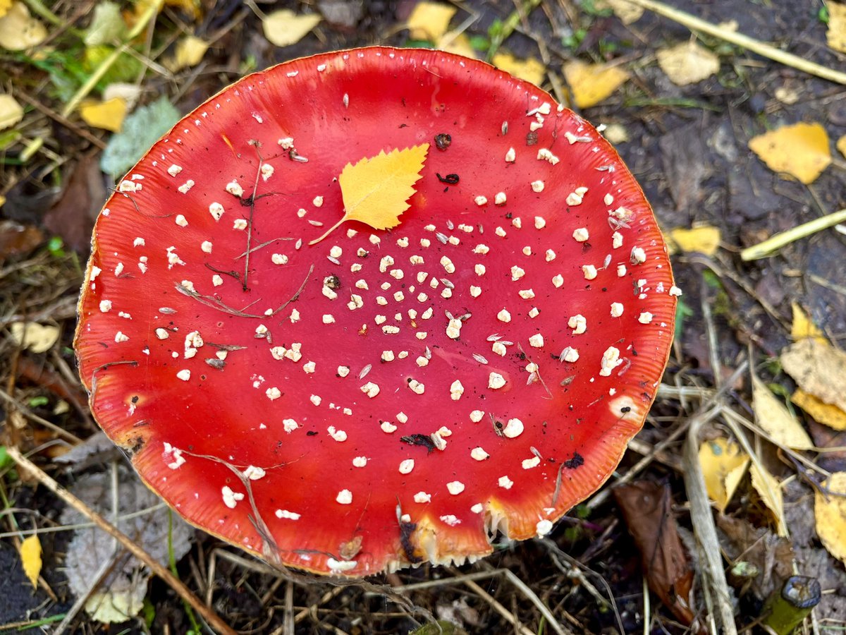 CheckleyMG's tweet photo. Wat geniet ik toch altijd van #paddenstoelen #vliegenzwammen #herfst https://t.co/sawpmCvoW7