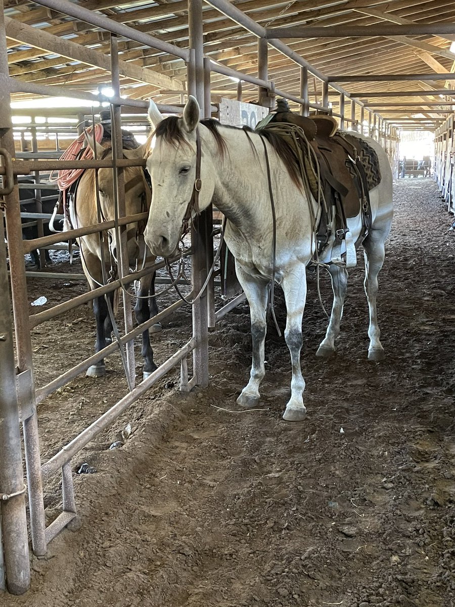 DarrellLaneT's tweet photo. ‼️Registered gray mare for sale, message for price‼️ https://t.co/9WqLkOz6Ak