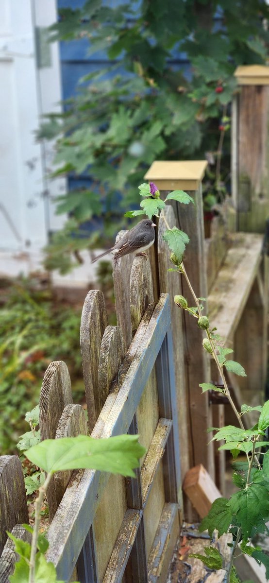 Handsome little Dark-eyed Junco enjoying the sun 🌞 - easily the best picture I've ever taken whilst in the bathroom as well lol

#birdphotography #sundayvibes