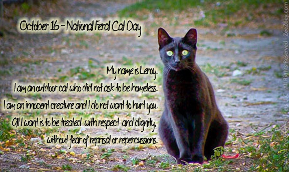 #feralcats #FeralCatDay