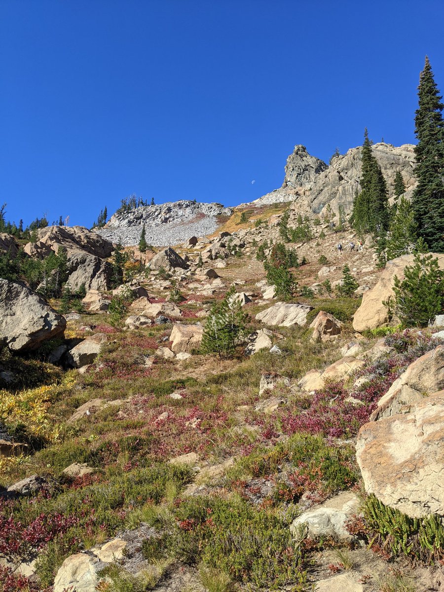 danggoodcode's tweet image. Chasing yellow trees