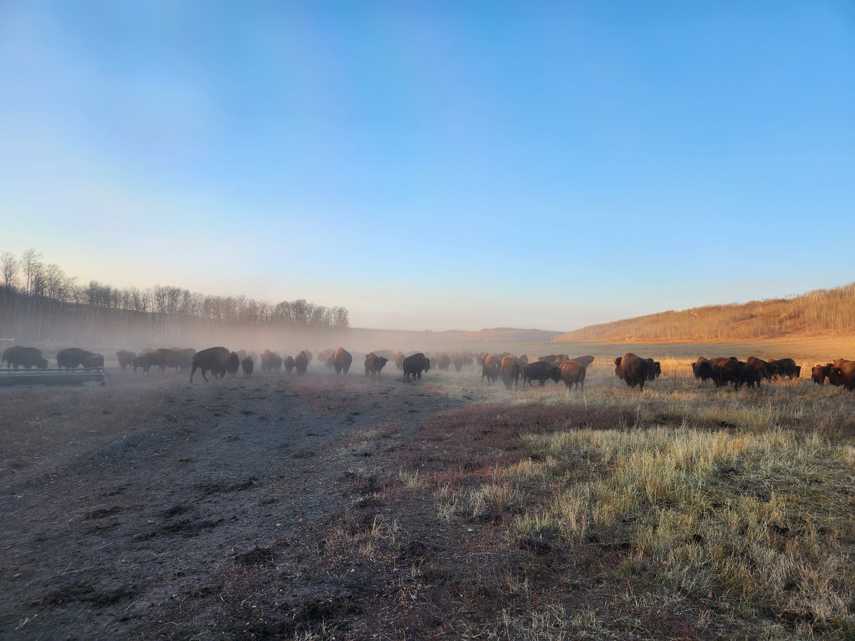 ha_koekemoer's tweet photo. All hands on deck when the bison "move themselves" #CanadianBison #Ranching #Farmkids https://t.co/6oMVUBb9Yf