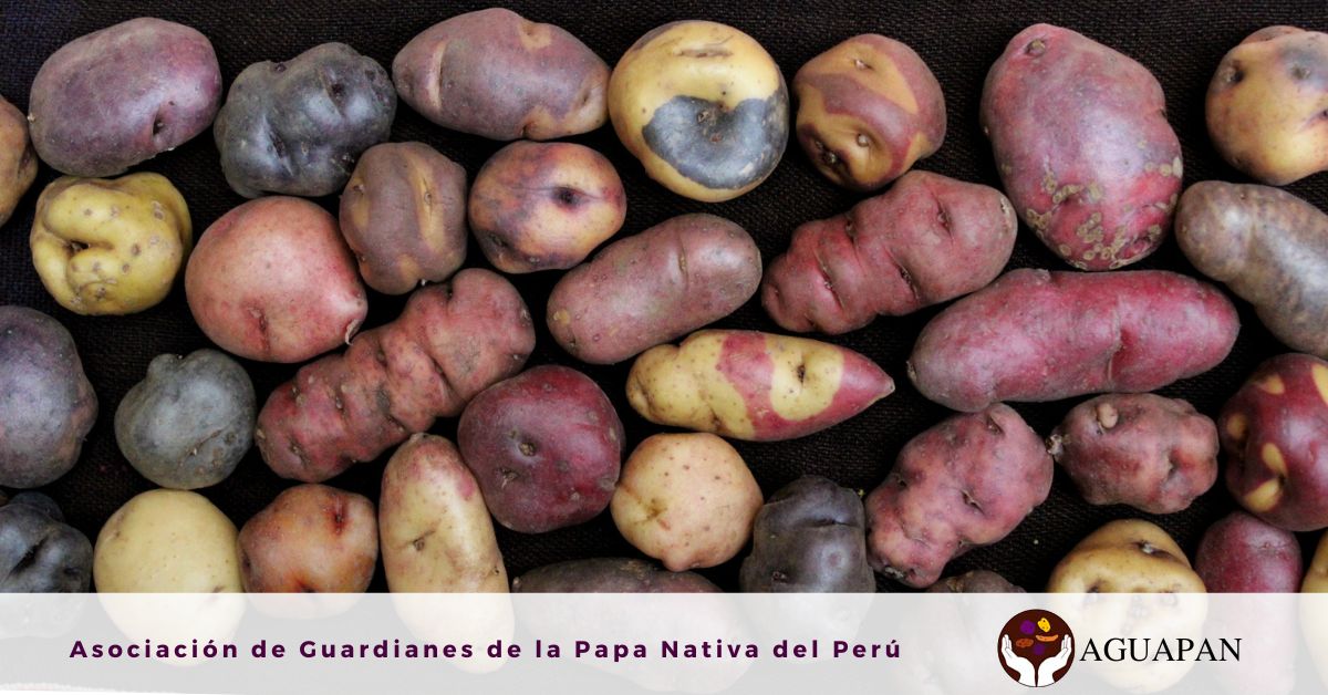 Miski_Papa's tweet photo. #PapasNativas #NativePotatoes #WorldFoodDay #DíaMundialDeLaAlimentación https://t.co/BGM4RgNIjJ