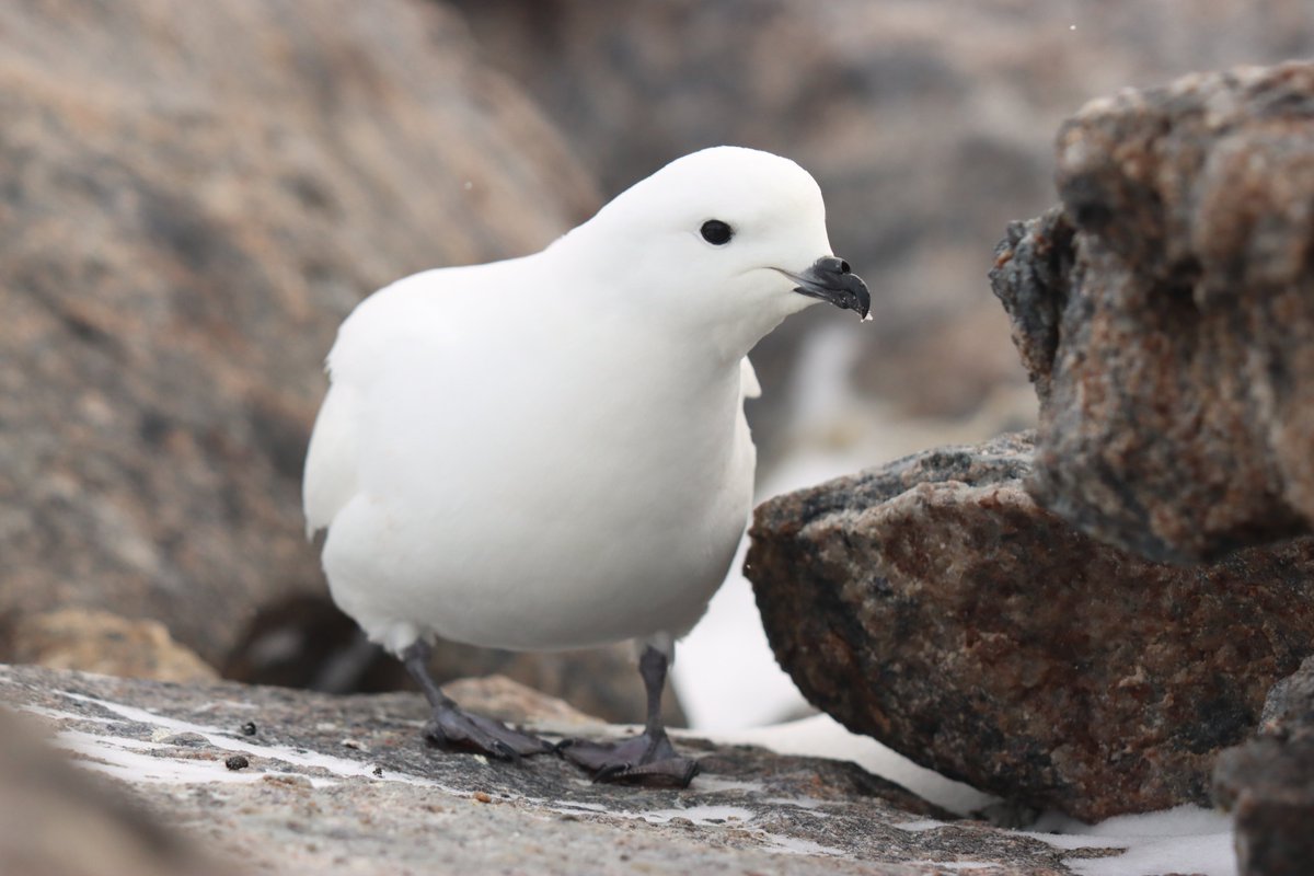 AllnJimmy's tweet photo. @SteelySeabirder Here are some tube-nosed beauties from Adélie Land! Southern fulmar, Snow petrel and S. giant petrel. https://t.co/ch0ACJHrjD