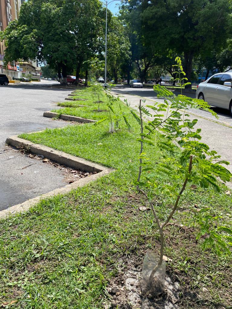 AGiraudG's tweet photo. Domingos de @sembramostodos plantamos 🌳en un área “pelada” de estacionamientos frente al Centro Andrés Bello en plena Av Las Delicias con especies apropiados para áreas urbanas #Actuamos #Plantamos #Cuidamos y #Defendemos @claudicit @PepeClavijoA @diomarcv @WernerGutierrez 🌳👇🏻 https://t.co/tIDUW2MCLN