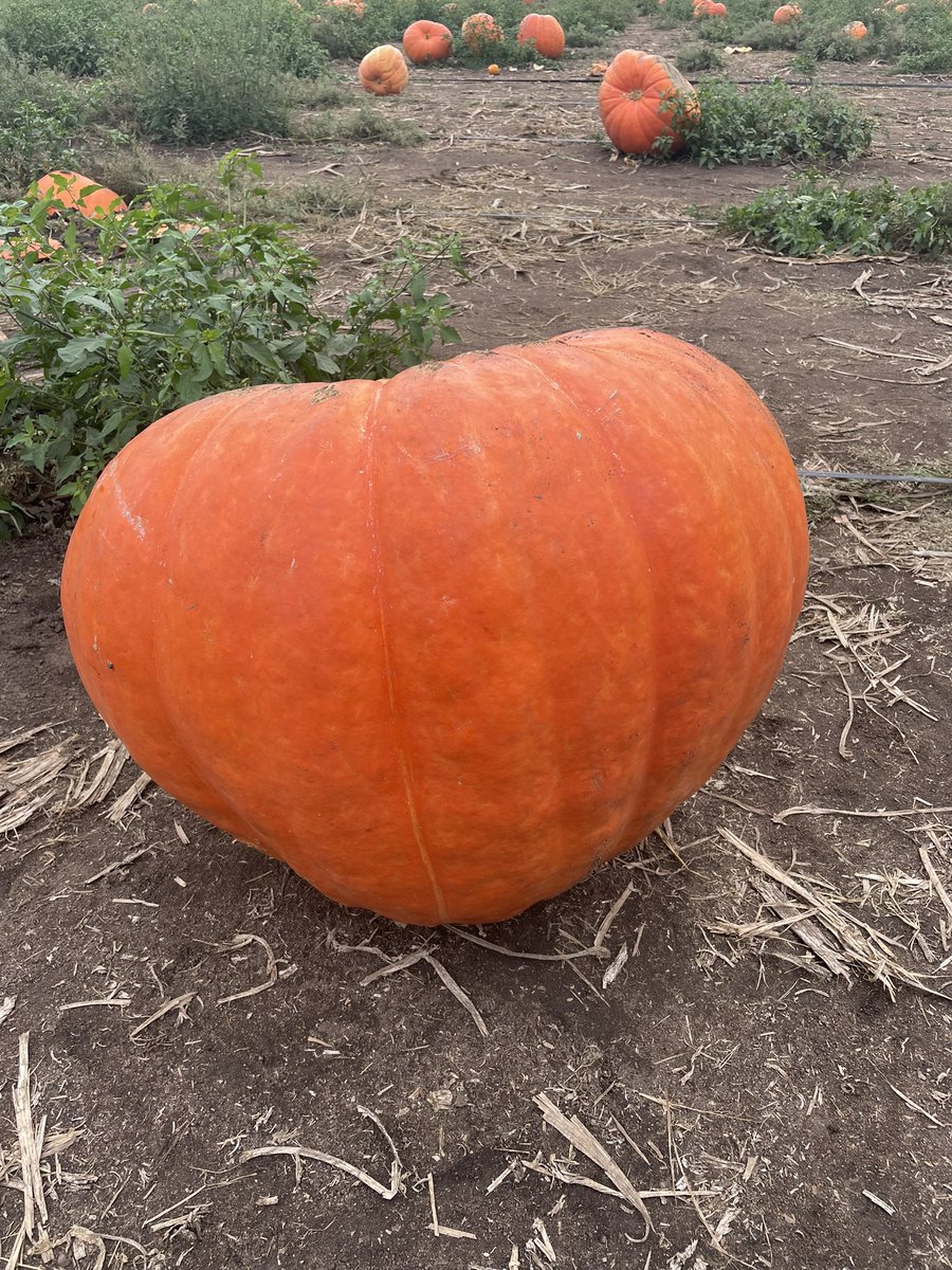 MoonMaiden77's tweet photo. Got our pumpkins! Had a great day at the pumpkin patch!๐ค๐๐งก #PumpkinPatch #OctoberActivities #BatesNutFarm #CantWaittoCarveThem https://t.co/RrAUQvqWSV