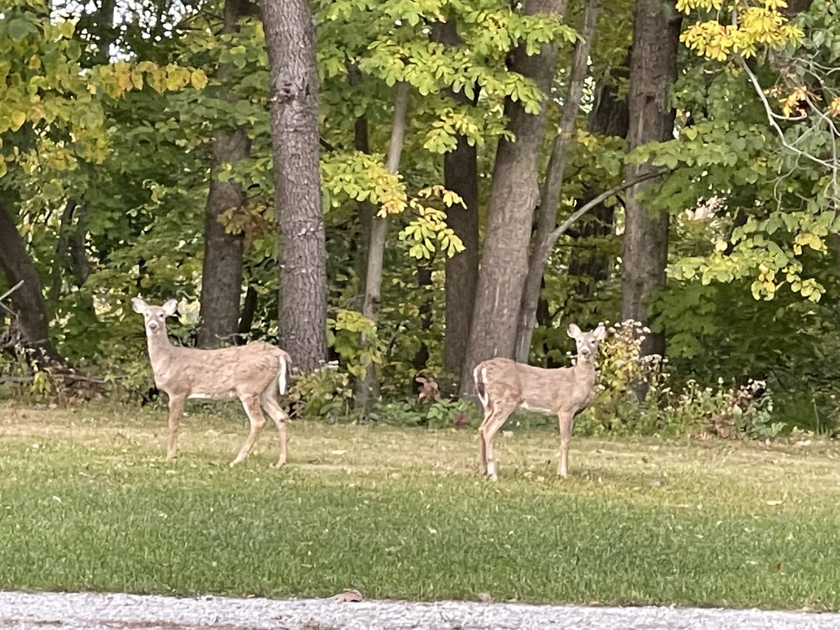 jockschat's tweet photo. „As for the sky there are no fences facing…“ #fall #iowa #lakemacbride #colorschanging https://t.co/XiiOvTLIsu