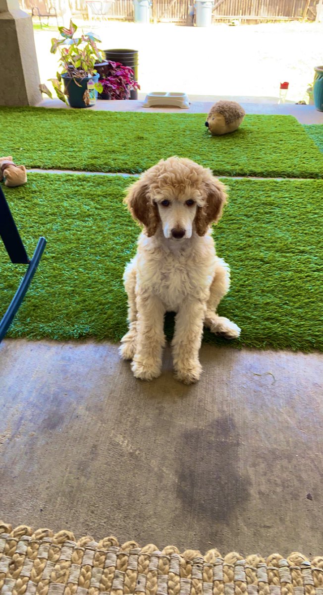 856Noah's tweet photo. It’s Margot the Poodle 🐩 https://t.co/mJ7DRlOsLX