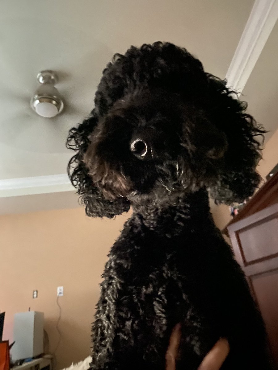 Niko is hoping his cuteness will get me off deboosting status.  #DogsofTwitter #dogsarelove #dogsarefamily #labradoodle #BlackDogs #cutedogs #dogslife