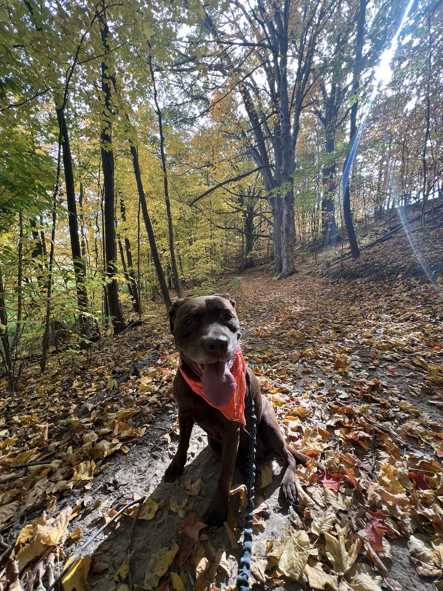 RachelleinMI's tweet photo. Hope you found some reset time outdoors this weekend! #miched #puremichigan #woodsandwater #optoutside #naturetherapy #hikingwithdogs #crunchytrails #fallingleaves #octoberfeels #fall https://t.co/uOHaicZPMg