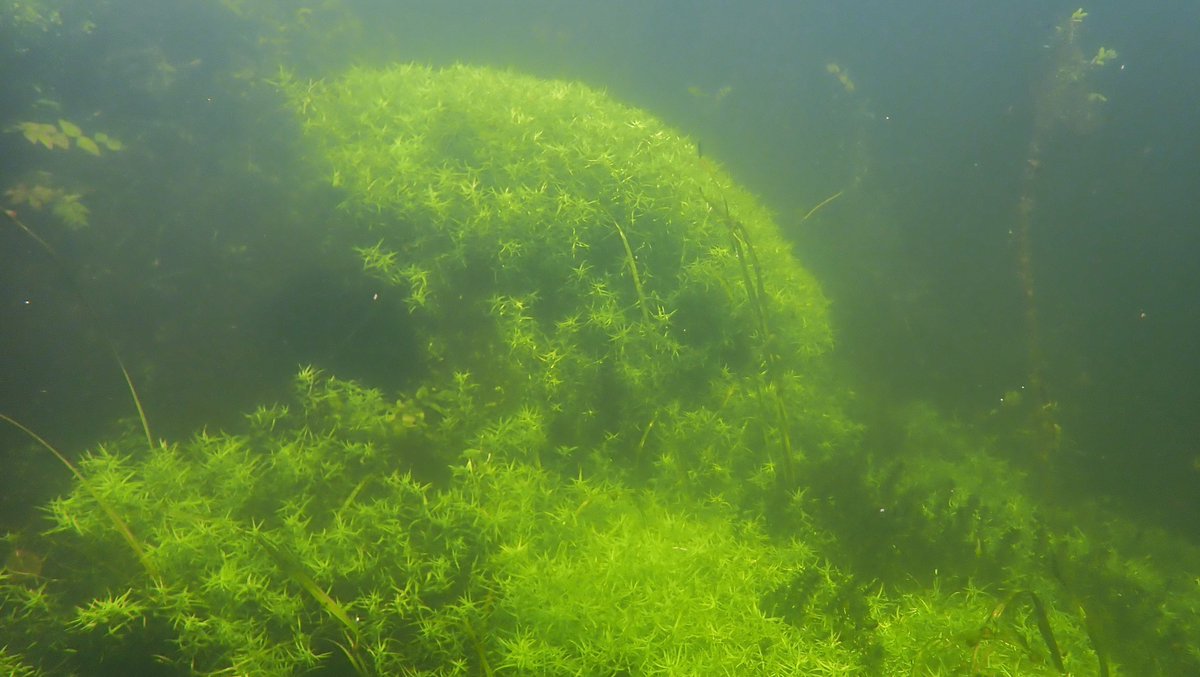 numenini's tweet photo. Stunning sculpted reefs of Starwort (Callitriche) flow above the clean sands and gravels of the River Little Ouse, through Thetford Forest, above Brandon. But in places there are long strands of a crinkly algae. #Chalkstreams #RiverLittleOuse #ThetfordForest #LittleOuse
3/10 https://t.co/AsjBclL5ta
