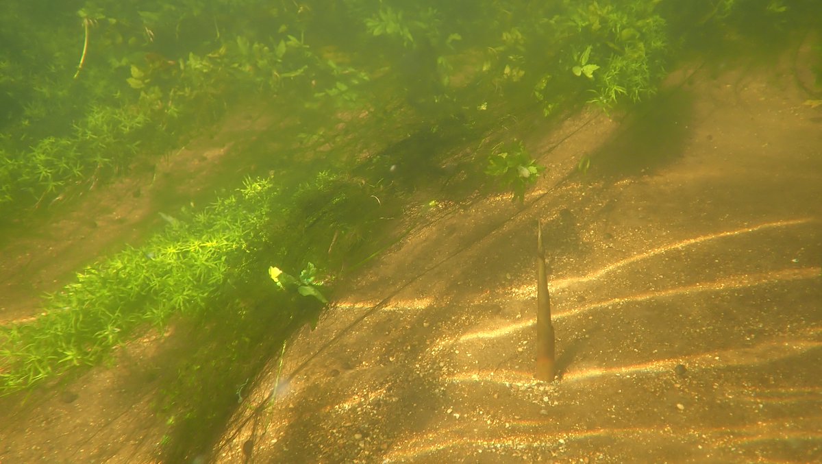 numenini's tweet photo. Stunning sculpted reefs of Starwort (Callitriche) flow above the clean sands and gravels of the River Little Ouse, through Thetford Forest, above Brandon. But in places there are long strands of a crinkly algae. #Chalkstreams #RiverLittleOuse #ThetfordForest #LittleOuse
3/10 https://t.co/AsjBclL5ta