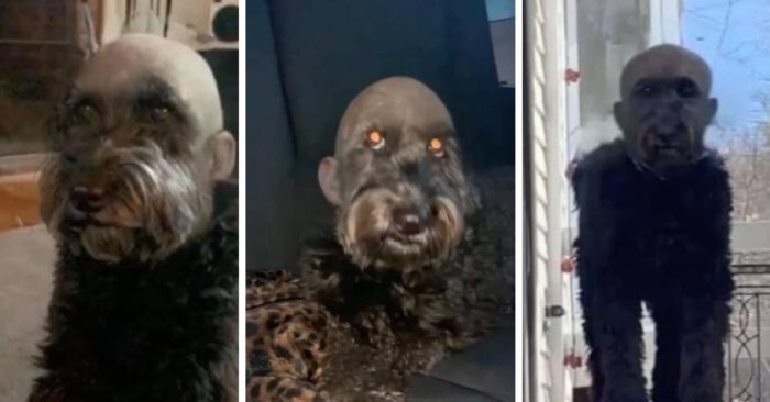 primetomiyasu's tweet photo. @hughwizzy cost of living crisis, had to cut the dog's hair myself https://t.co/UvbxQA8Bcj