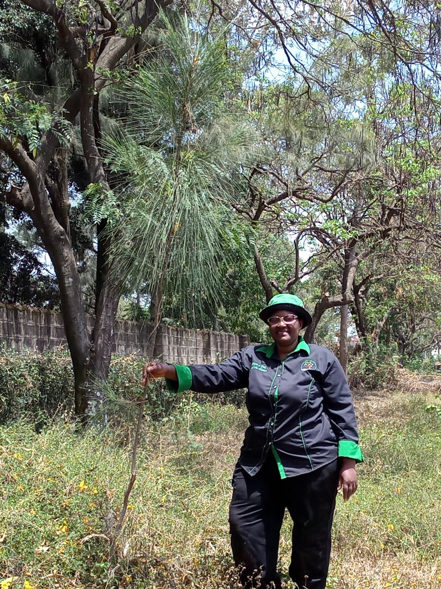 WanyekiJedidah's tweet photo. It's very motivating when you find trees that you have planted having reached this height. It gives hope of a better tomorrow.Enrichment planting.
#ClimateAction
#restoretheplanet https://t.co/EmLQCUbIbc