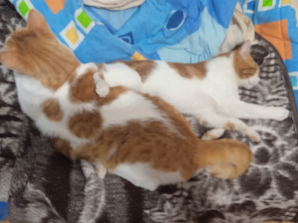 BBebecillo's tweet photo. 🥰😍😘 les gatites cuir https://t.co/l4kvPUB1bl