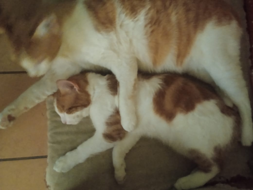 BBebecillo's tweet photo. 🥰😍😘 les gatites cuir https://t.co/l4kvPUB1bl