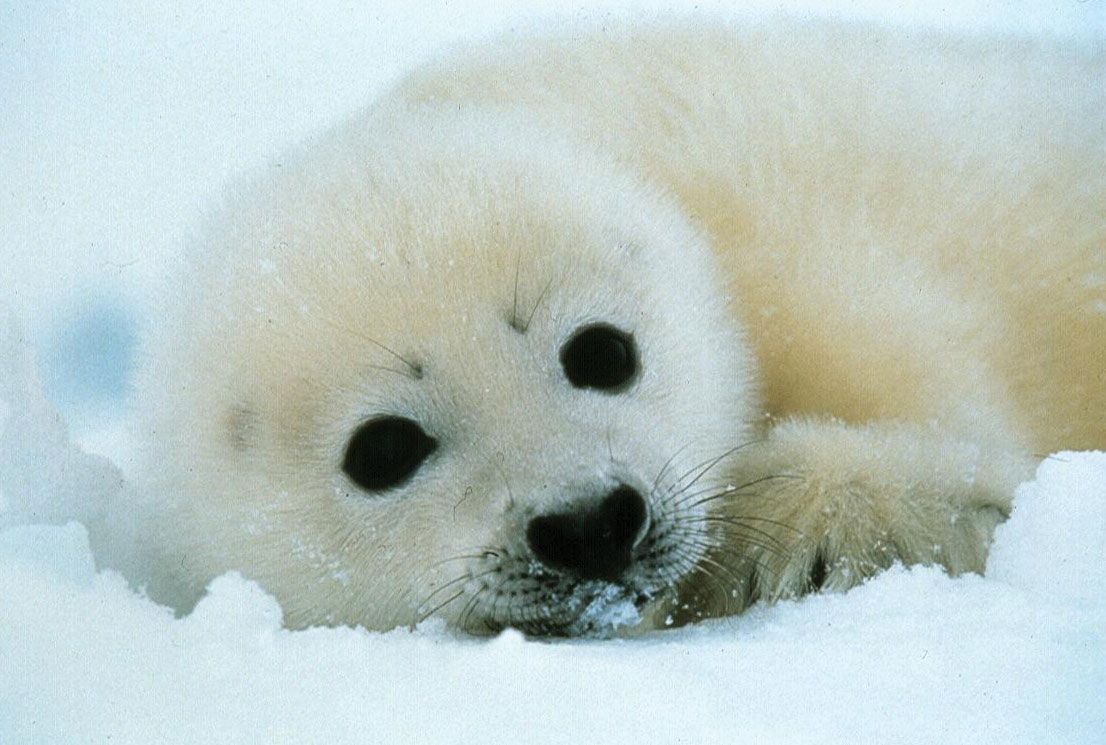 D00dlegum's tweet photo. The final episode of Frozen Planet 2 though 😭💔😭💔😭 #FrozenPlanet2 #harpseals #climatechange https://t.co/ZzF9PdCbv4