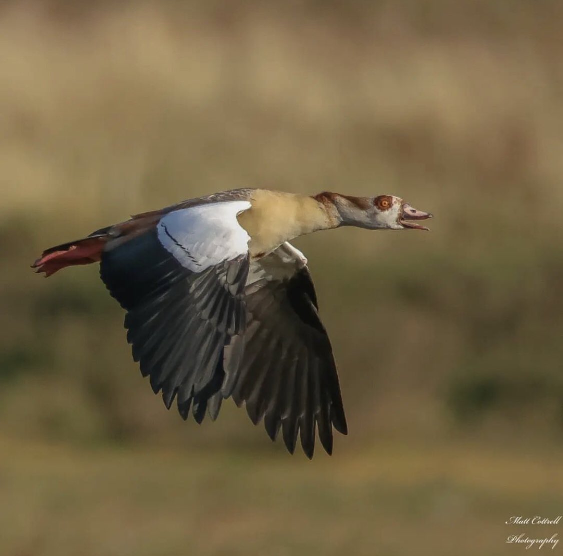 MATTHEWWILDLIFE's tweet image. #rutlandwaternaturereserve #lros #goose #geese #rutlandbirds #rutlandbirdwatchingcenter #Nature