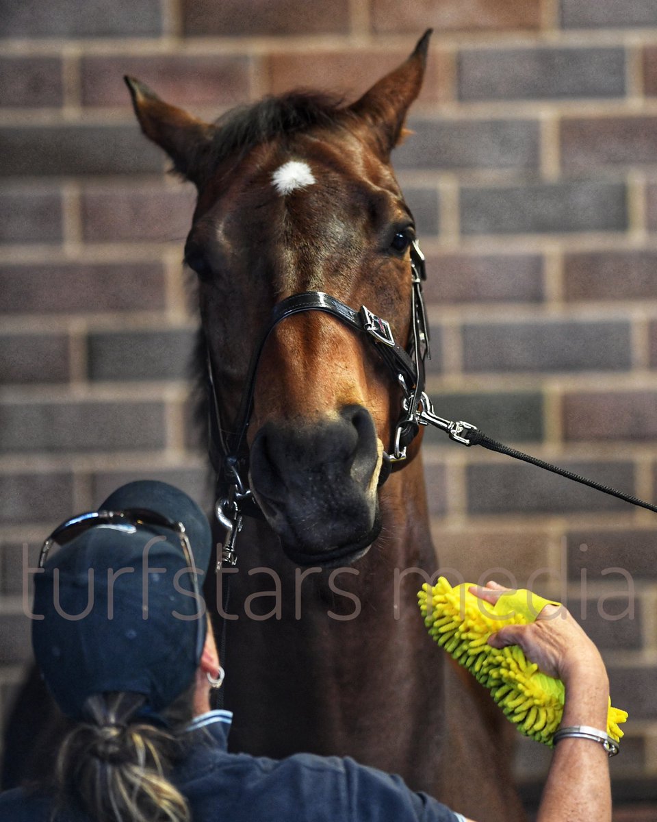 LisaGrimm9's tweet image. The wonderful #REDZEL ! Great to see him again looking so well and with the honours of leading out the #Everest field !