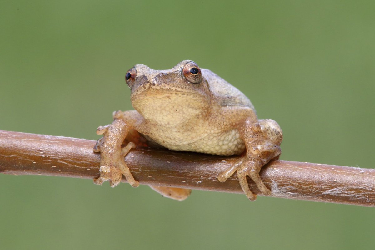 todays frog of the day is the spring peeper frog! it can be found in the united states and canada! its light brown in colour with brown back stripes and speckles! it gets its name from its chirping call that marks the beginning of spring and it can grow to 2.5cm in length!