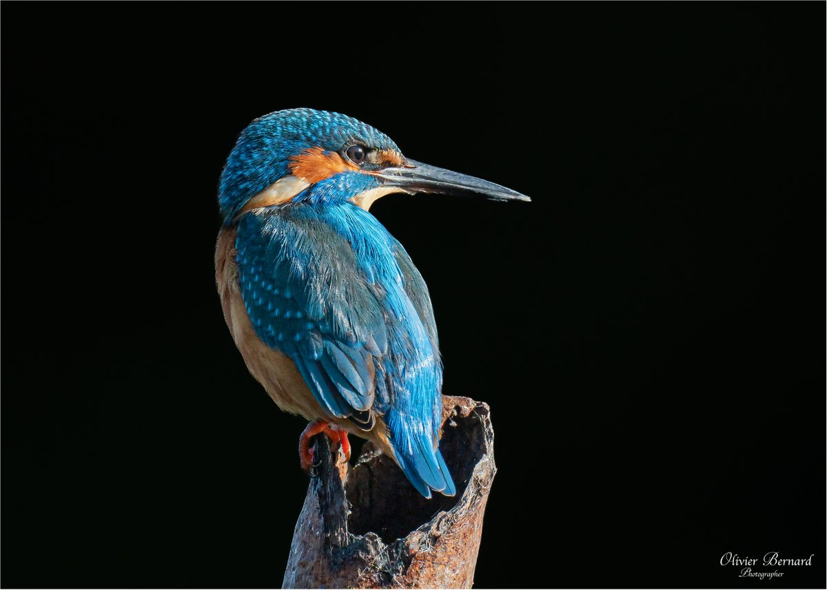 Kingfisher
<a href="/barrabest/">Barra Best</a> <a href="/WeatherCee/">Cecilia Daly</a> <a href="/angie_weather/">angie phillips</a> <a href="/BelfastHourNI/">#BelfastHour</a> <a href="/UlsterWildlife/">Ulster Wildlife</a> <a href="/NatureMattersNI/">Nature Matters NI 🌍</a> <a href="/RSPBNI/">RSPB NI</a> <a href="/DiscoverNI/">Northern Ireland</a> <a href="/CopelandBirdObs/">Copeland Bird Obs.</a> <a href="/carolinenolan99/">Caroline Nolan</a> #BelfastHour <a href="/Irishwildlife/">Irish Wildlife Trust</a> <a href="/NatureUK/">NatureUK</a> <a href="/britwildlife/">British Wildlife Mag</a> <a href="/BWCtweets/">British Wildlife Centre</a> <a href="/WildlifeTrusts/">The Wildlife Trusts</a> <a href="/bbcwildlifemag/">BBCWildlifeMagazine</a>