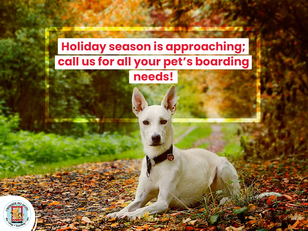 CrksidePetHotel's tweet photo. Are you starting to plan your holiday season vacations? Call us now to discuss your pets boarding needs!ย #CreeksidePetHotel #LovePets #FallDogย https://t.co/8fMWZ4xy4W https://t.co/sGLFQtWGpQ