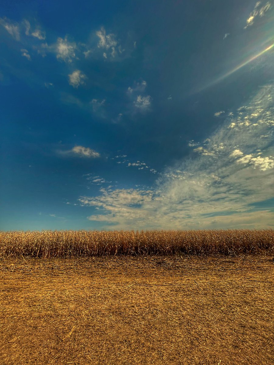 masonpaul's tweet photo. Corn Field and Sky https://t.co/cT824XCE6h