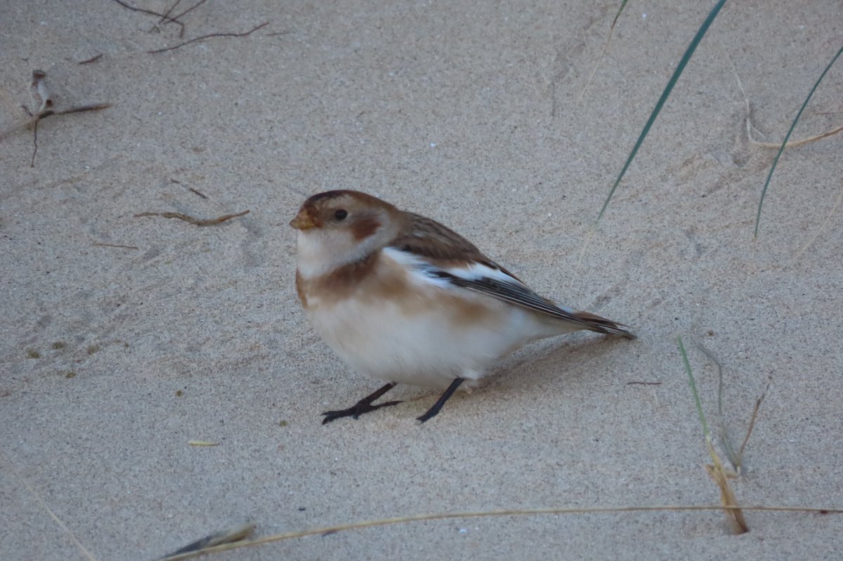 BaileyBirders's tweet photo. Plenty to see at Titchwell today. A distant Slavonian grebe was the highlight. Saw even less of a jack snipe. A snow bunting was much easier to see. Nice to end the day with a hen harrier. https://t.co/pZ3JwryuxI