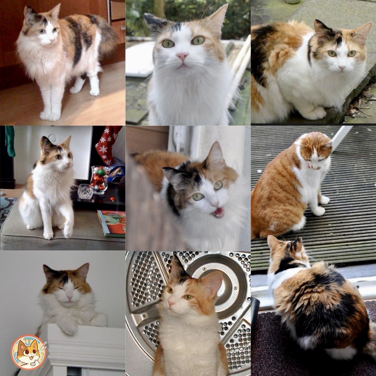 On #GlobalCatDay, we're celebrating our inspiration real-life KeeKee, adopted @seattlehumane, &amp; all the people &amp; organizations out there fighting to end cruelty to cats worldwide! 😻