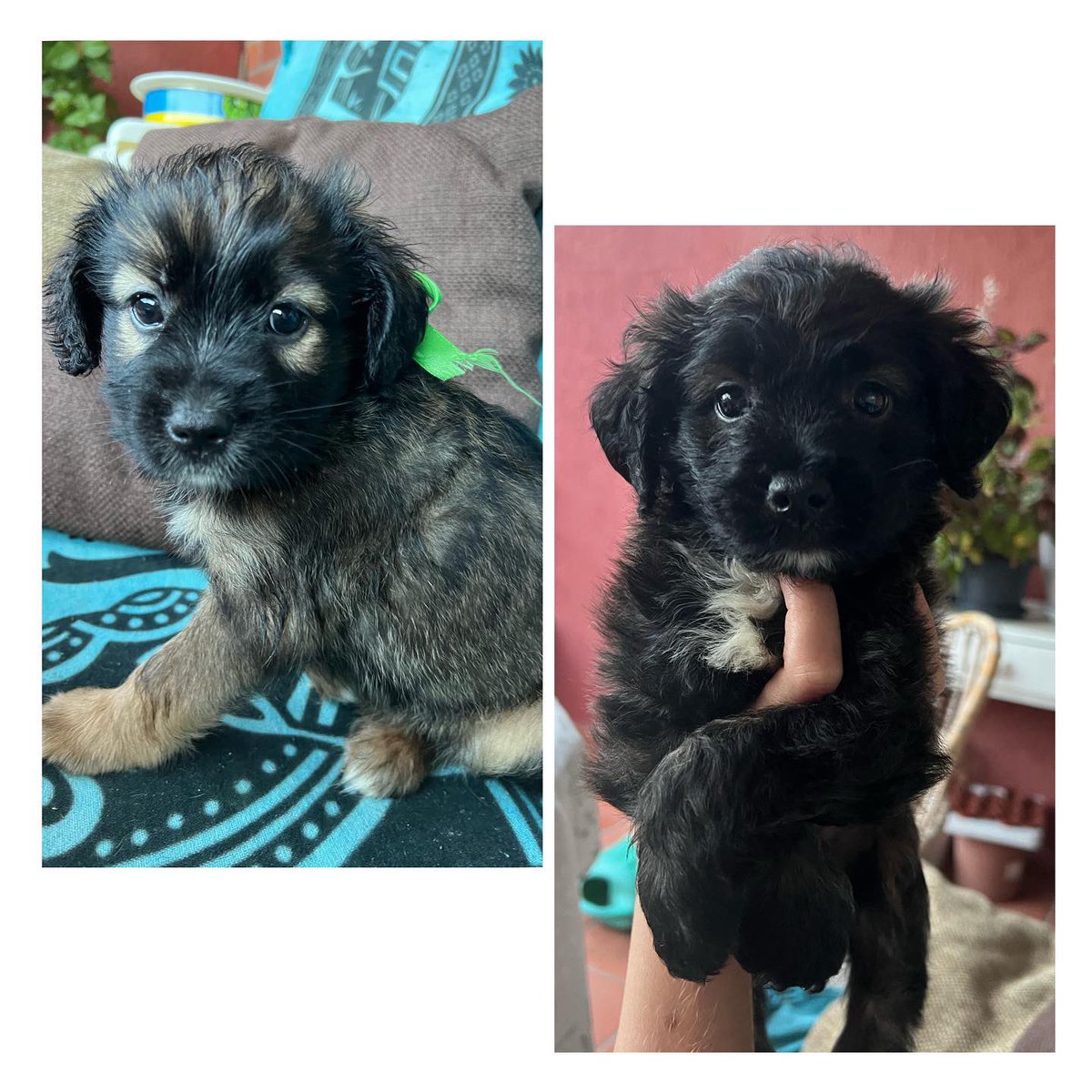 AlavedraSandra's tweet photo. ‼️ DIFUSIÓN POR FAVOR ‼️

🐶Bebés macho buscan 🏠 en Alicante📍 
-Izq.: Macho. 2 meses. Creemos que será mediano/grande.

-Dcha.: Macho. 1 mes y medio. Será pequeño.

👨‍👩‍👧‍👧 familia responsable que les quiera y cuide para siempre 💚 https://t.co/auh2YAd4BH
