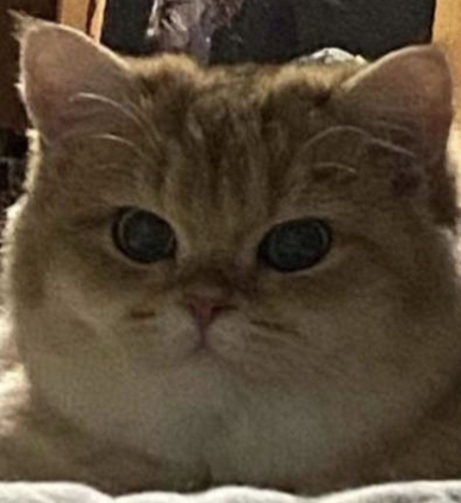 pyrokinezis's tweet photo. БУЛОЧКА https://t.co/XdfKSuZPt4