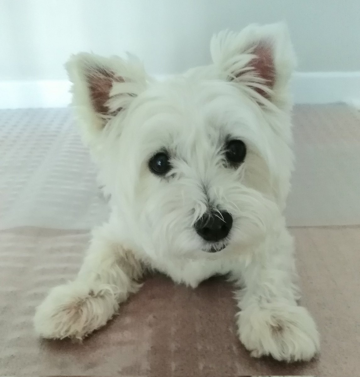 MadStarlight's tweet photo. Thank you for being in my life for the last 13 years. I will never forget you. I miss you so much.
RIP my little baby dog❤ https://t.co/x31NQRVquE