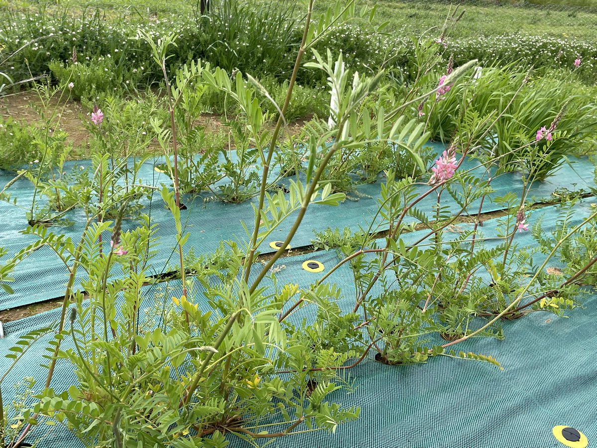 Matthew Newell (@newellm_matt) on Twitter photo Sainfoin;a forgotten treasure with potential:⬇️bloat risk⬇️CH4 production in ruminants➕🐝 probable perennial grain. Here we are testing field efficacy of recovered rhizobia by AIRG @NSWDPI_Soils which will be crucial for further development <a href="/rickchayes/">Richard Hayes</a> <a href="/AshTheMicroNerd/">Ashlea Webster</a> Jess Rigg Sainfoin;a forgotten treasure with potential:⬇️bloat risk⬇️CH4 production in ruminants➕🐝 probable perennial grain. Here we are testing field efficacy of recovered rhizobia by AIRG @NSWDPI_Soils which will be crucial for further development <a href="/rickchayes/">Richard Hayes</a> <a href="/AshTheMicroNerd/">Ashlea Webster</a> Jess Rigg