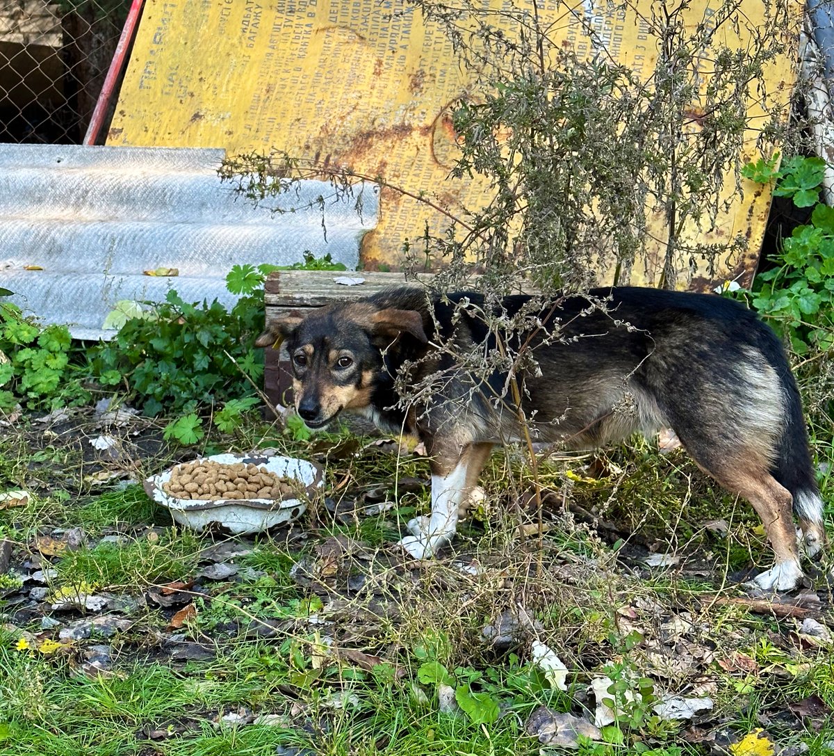 natemook's tweet photo. Food need is huge in liberated areas, but also for vets &amp; evacuating pets from the frontline. Volunteers are risking their lives rescuing cats &amp; dogs. So we’re going to establish a fundraiser to help cover costs. In the meantime, I setup a PayPal link: https://t.co/bJd3nMq8ya 👇 https://t.co/x0r1xSdyIf
