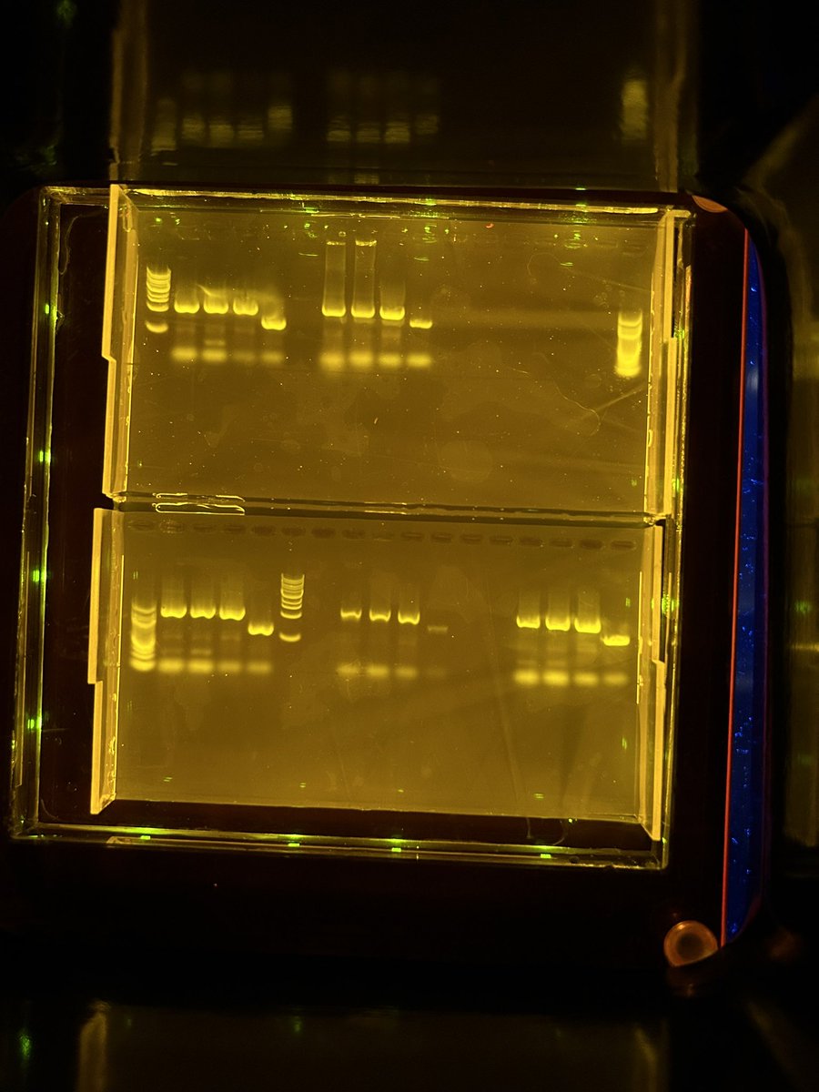 Tiffanni Craig tweet media